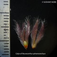 Neuracanthus sphaerostachyus