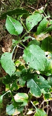 Stellaria bungeana