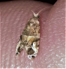 Lobesia physophora