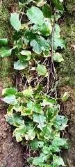 Stellaria bungeana