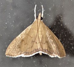 Hyalobathra crenulata