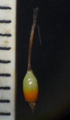 Neuracanthus sphaerostachyus