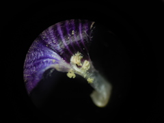 Neuracanthus sphaerostachyus