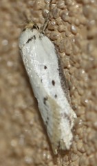 Philobota thiocrossa