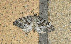 Entephria caesiata