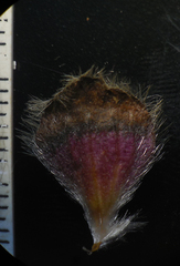 Neuracanthus sphaerostachyus