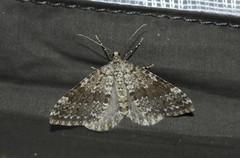 Entephria caesiata