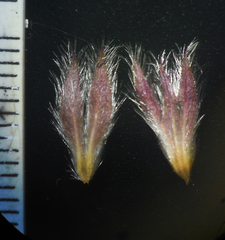 Neuracanthus sphaerostachyus