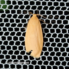 Manulea fuscodorsalis