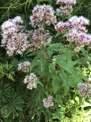 Eupatorium cannabinum