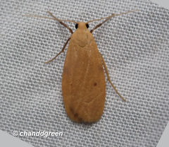 Paralithosia shaowuica