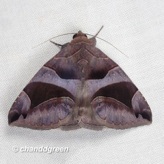 Bastilla arcuata