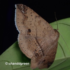 Ericeia subcinerea