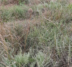 Allium atroviolaceum