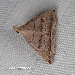 Lysimelia neleusalis