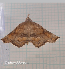 Throana pectinifer