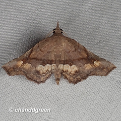Throana pectinifer