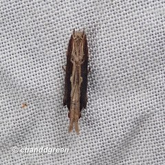 Hypatima spathota