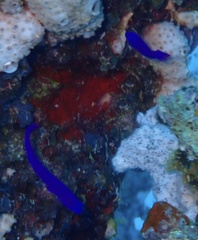 Pseudochromis fridmani