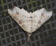 Philogethes metableta