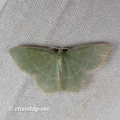 Idiochlora minuscula