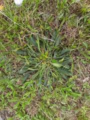 Goniolimon tataricum