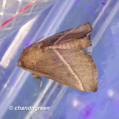 Quasithosea obliquistriga