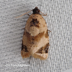 Neocalyptis liratana