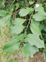 Prunus maackii