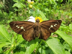 Seseria formosana