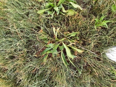 Goniolimon tataricum