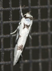 Lichenaula calligrapha