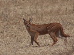 Caracal caracal