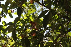 Ardisia revoluta