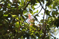 Ardisia revoluta