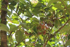 Ardisia revoluta