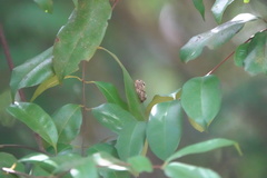 Pilipectus cyclopis