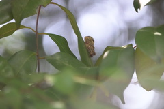 Pilipectus cyclopis