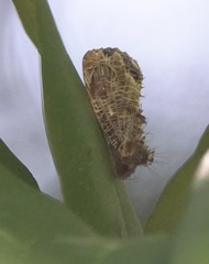 Pilipectus cyclopis