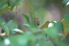 Pilipectus cyclopis