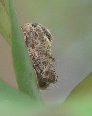 Pilipectus cyclopis