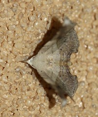 Esthlodora versicolor