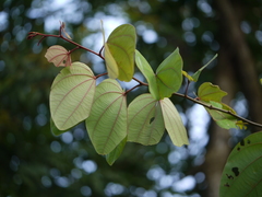 Bauhinia phoenicea