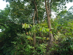 Bauhinia phoenicea