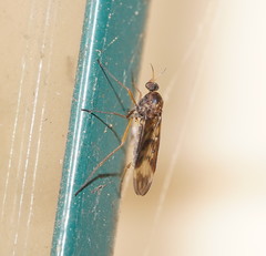 Sylvicola neozelandicus