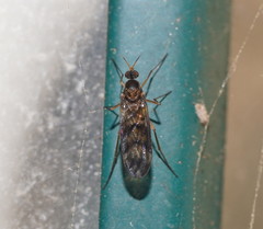 Sylvicola neozelandicus