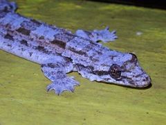 Hemidactylus craspedotus