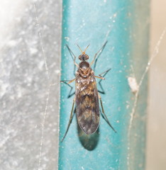 Sylvicola neozelandicus