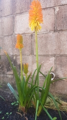 Kniphofia tysonii