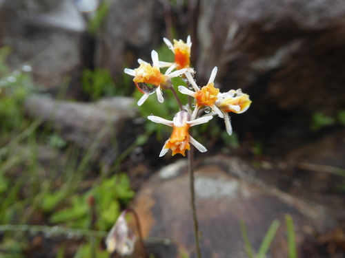 Berg Garlic (Tulbaghia montana)